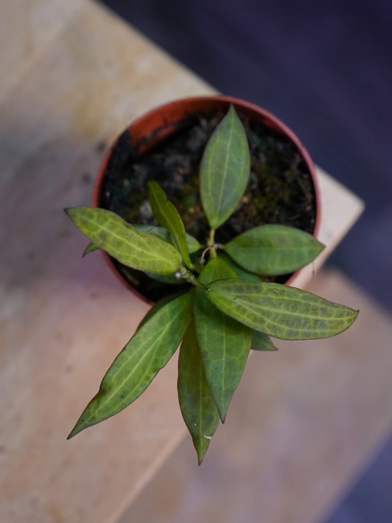 Hoya 'Microdwarf' ⌀7cm
