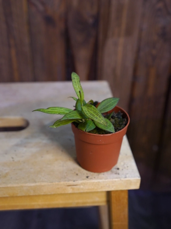 Hoya 'Microdwarf' ⌀7cm