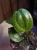 Hoya 'Sarawak Cream' ⌀10,5cm