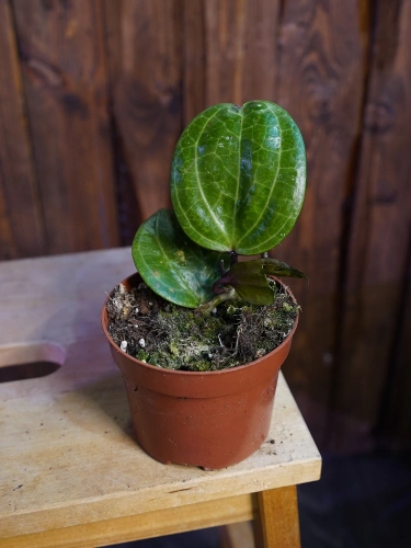 Hoya 'Sarawak Cream' ⌀10,5cm