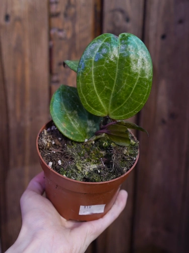 Hoya 'Sarawak Cream' ⌀10,5cm