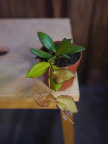 Hoya burtoniae ⌀7cm