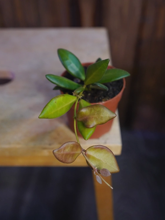 Hoya burtoniae ⌀7cm