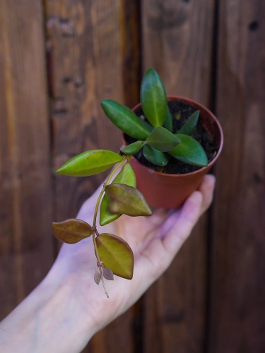 Hoya burtoniae ⌀7cm
