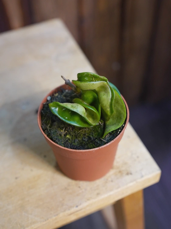 Hoya carnosa 'Compacta' ⌀7cm