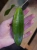 Hoya cinnamomifolia ⌀10,5cm