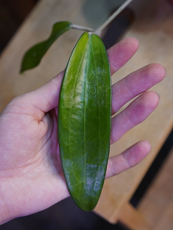 Hoya cinnamomifolia ⌀10,5cm