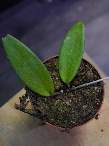 Hoya cinnamomifolia ⌀10,5cm