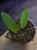 Hoya cinnamomifolia ⌀10,5cm