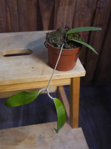 Hoya cinnamomifolia ⌀10,5cm