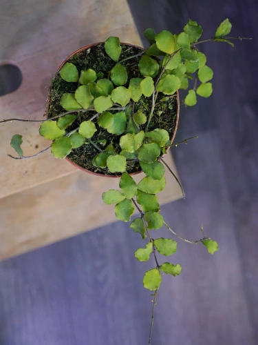 Hoya kanyakumariana ⌀12cm