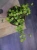 Hoya kanyakumariana ⌀12cm