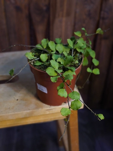 Hoya kanyakumariana ⌀12cm
