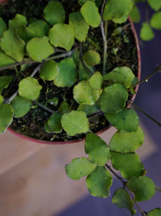 Hoya kanyakumariana ⌀12cm