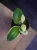 Hoya latifolia 'Albomarginata' ⌀8cm