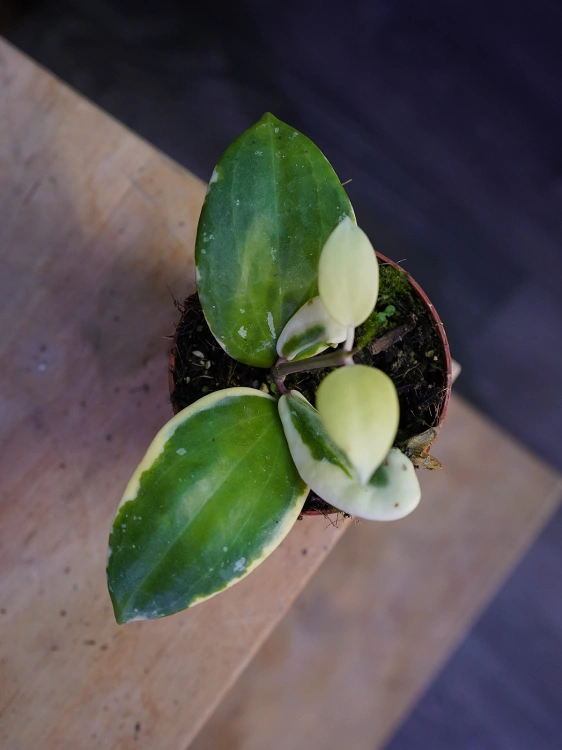 Hoya latifolia 'Albomarginata' ⌀8cm