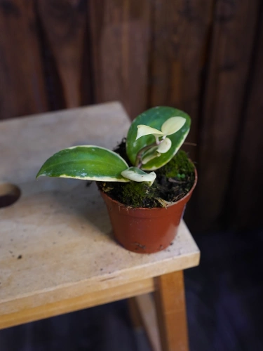 Hoya latifolia 'Albomarginata' ⌀8cm