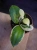 Hoya latifolia 'Albomarginata' ⌀8cm