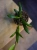 Hoya loheri ⌀6cm