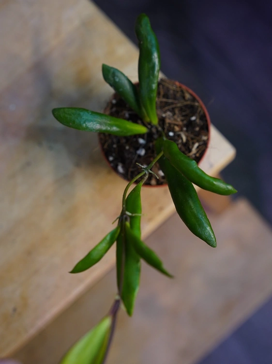 Hoya loheri ⌀6cm