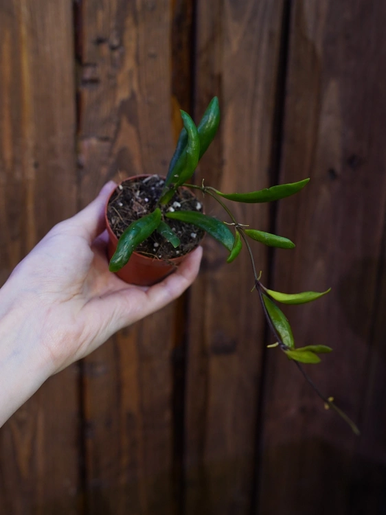 Hoya loheri ⌀6cm