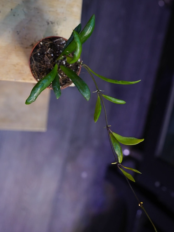 Hoya loheri ⌀6cm