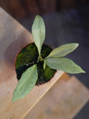 Hoya nicholsoniae 'New Guinea Ghost' ⌀8cm