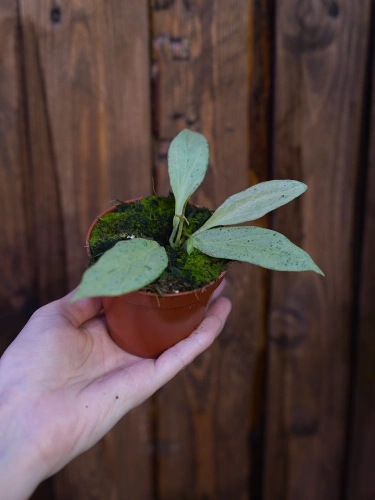 Hoya nicholsoniae 'New Guinea Ghost' ⌀8cm