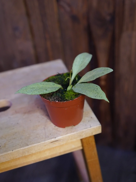 Hoya nicholsoniae 'New Guinea Ghost' ⌀8cm