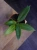 Hoya soligamiana ⌀9cm