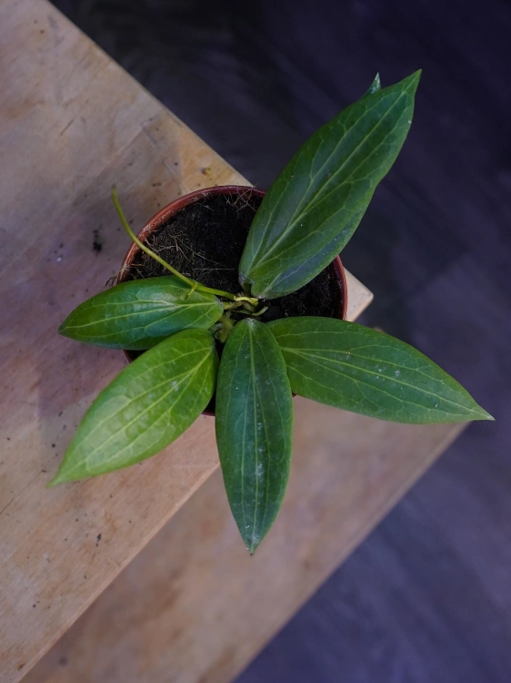 Hoya soligamiana ⌀9cm