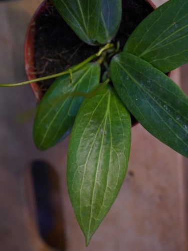 Hoya soligamiana ⌀9cm
