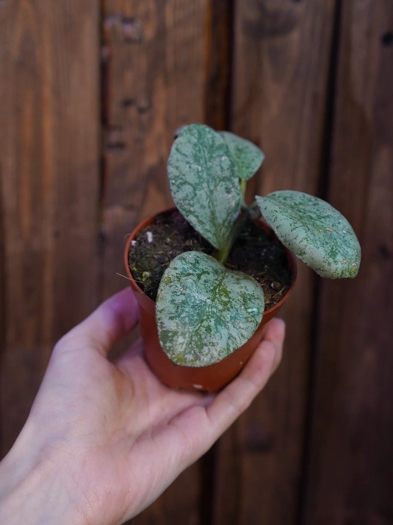Hoya waymaniae 'Kapuas' ⌀8cm