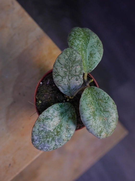 Hoya waymaniae 'Kapuas' ⌀8cm