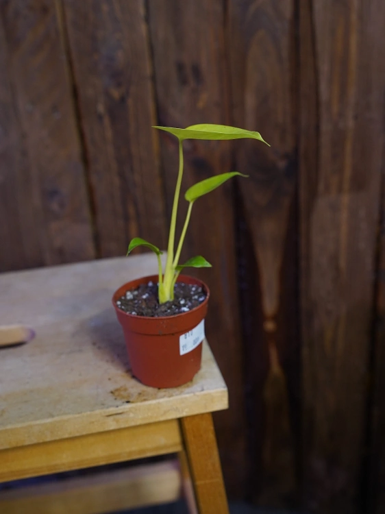 Monstera 'Lime Banana' ⌀9cm