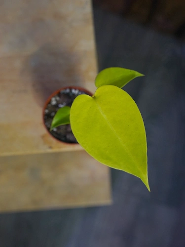 Monstera 'Lime Banana' ⌀9cm