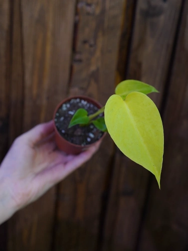 Monstera 'Lime Banana' ⌀9cm