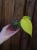 Monstera 'Lime Banana' ⌀9cm