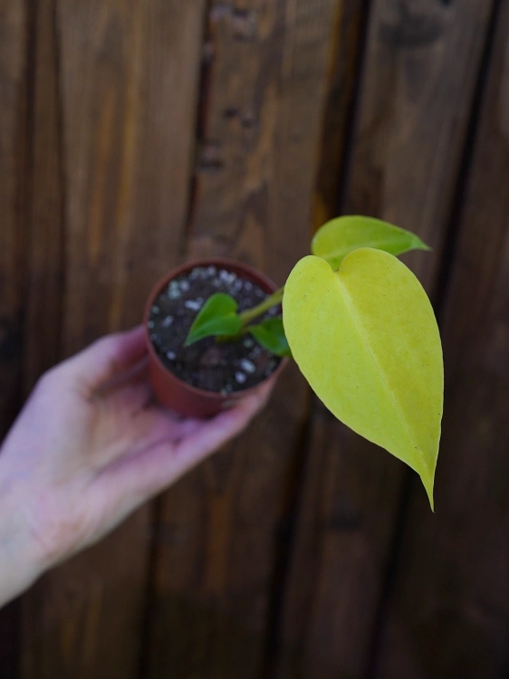 Monstera 'Lime Banana' ⌀9cm