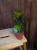 Peperomia obtusifolia 'Red Edge' ⌀7cm