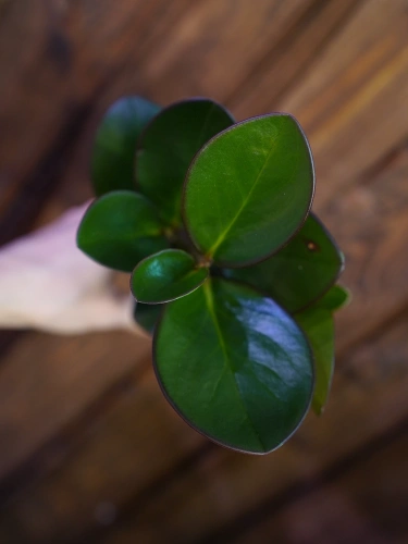 Peperomia obtusifolia 'Red Edge' ⌀7cm