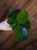 Peperomia obtusifolia 'Red Edge' ⌀7cm