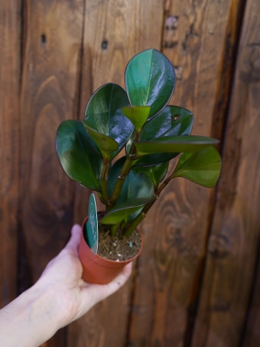 Peperomia obtusifolia 'Red Edge' ⌀7cm