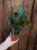 Peperomia obtusifolia 'Red Edge' ⌀7cm