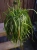 Lepismium bolivianum ⌀15cm