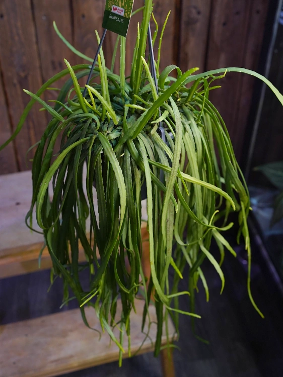 Lepismium bolivianum ⌀15cm