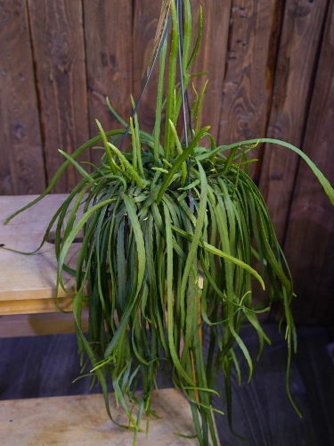 Lepismium bolivianum ⌀15cm