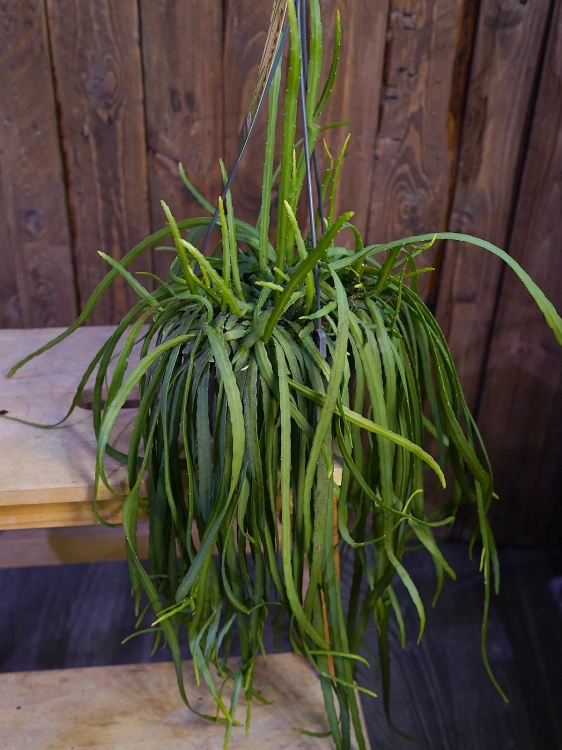 Lepismium bolivianum ⌀15cm