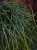 Rhipsalis floccosa ⌀15cm
