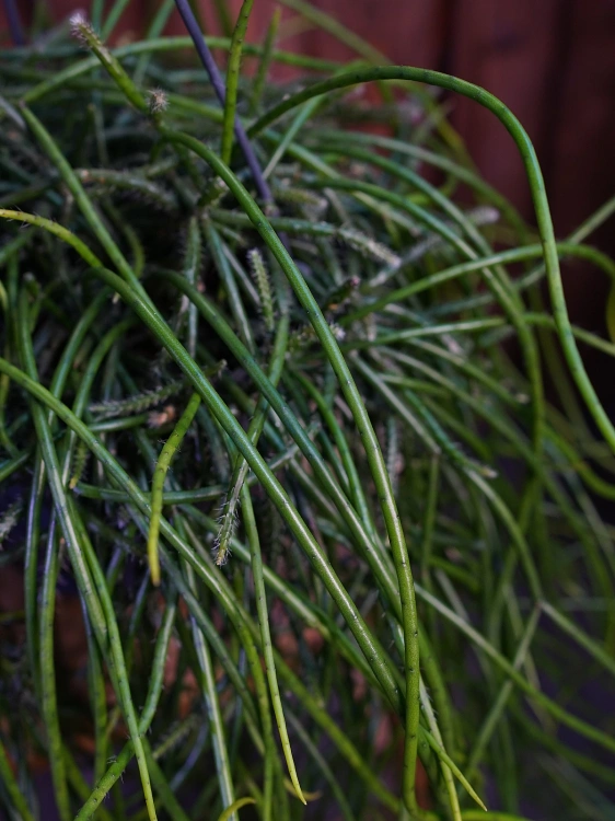 Rhipsalis floccosa ⌀15cm